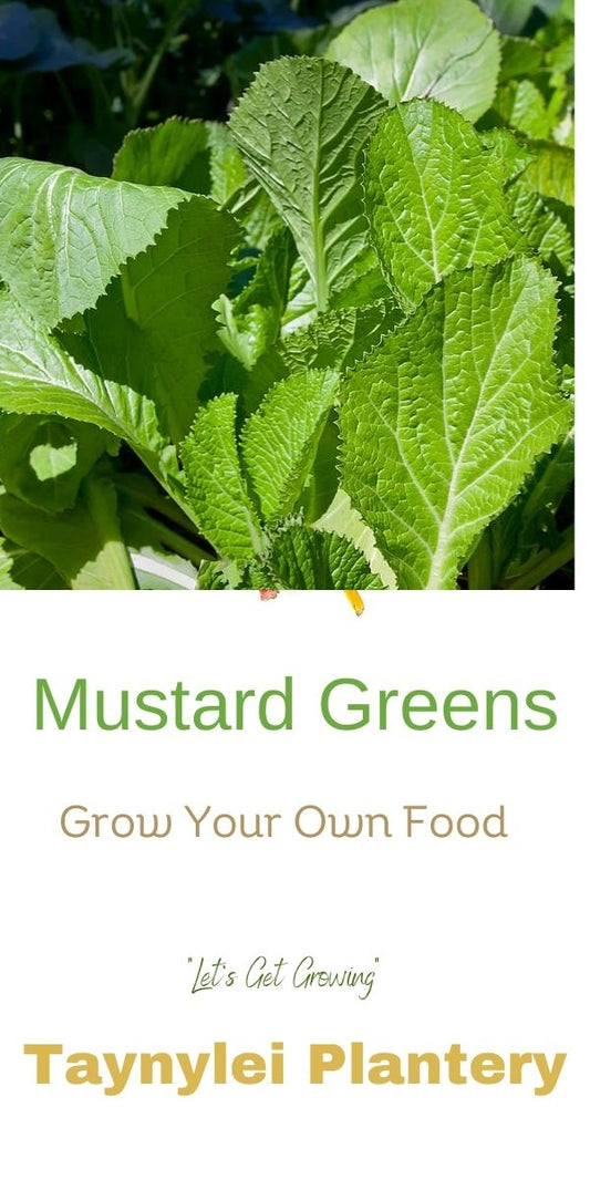 Mustard Greens