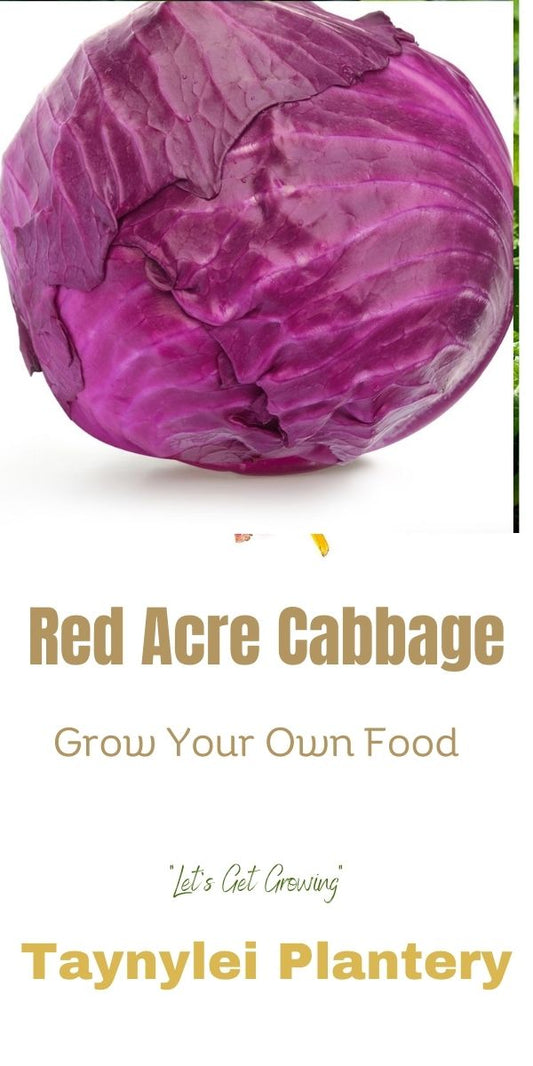 Red acre Cabbage