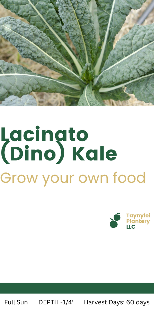 Lacinado (Dinosaur) Kale