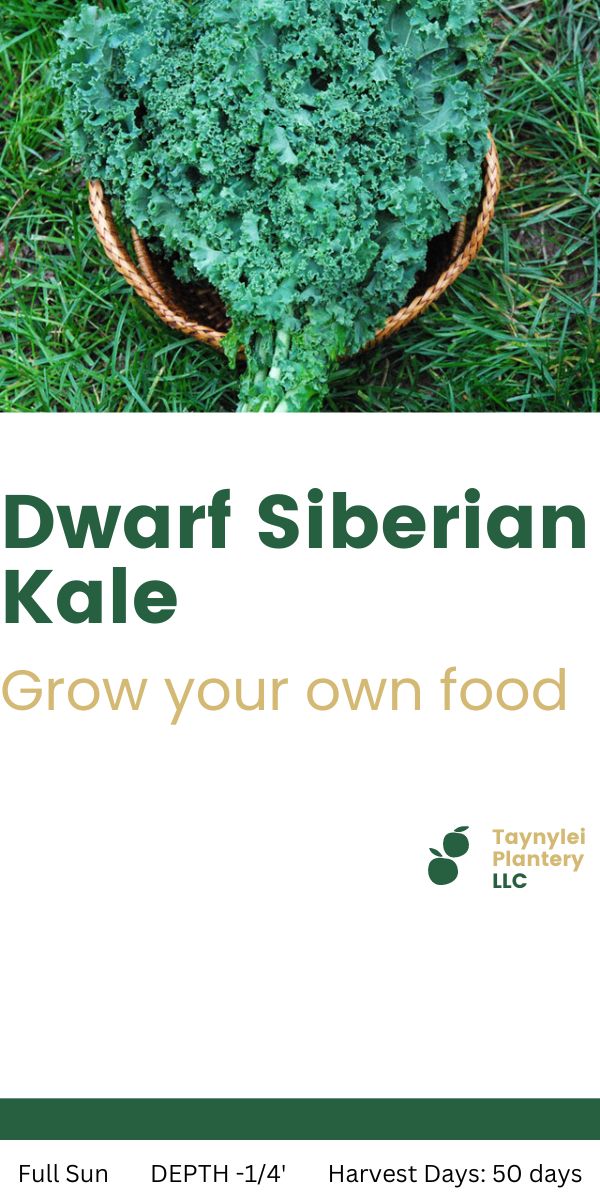 Dwarf Siberian Kale