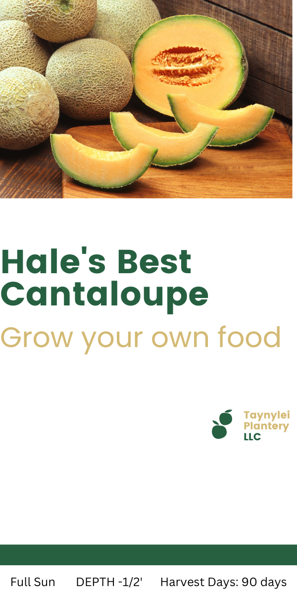 Hale's Best cantaloupe