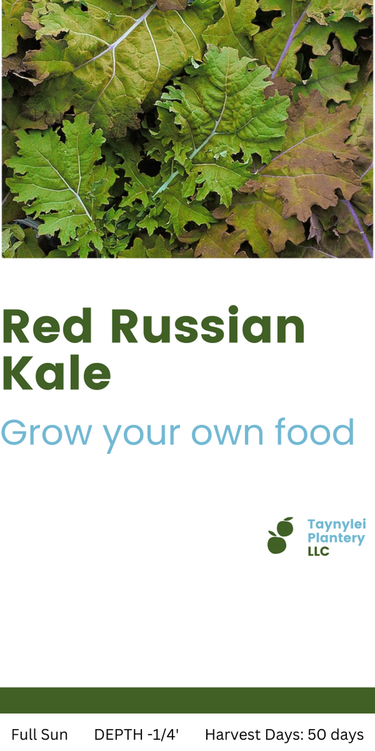 Red Russian Kale