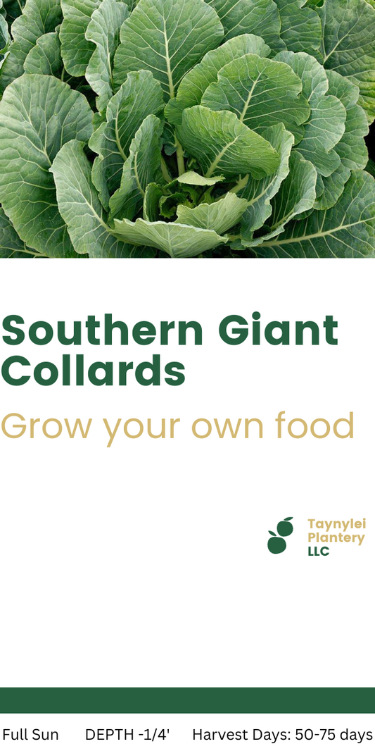 Southern Giant Collards