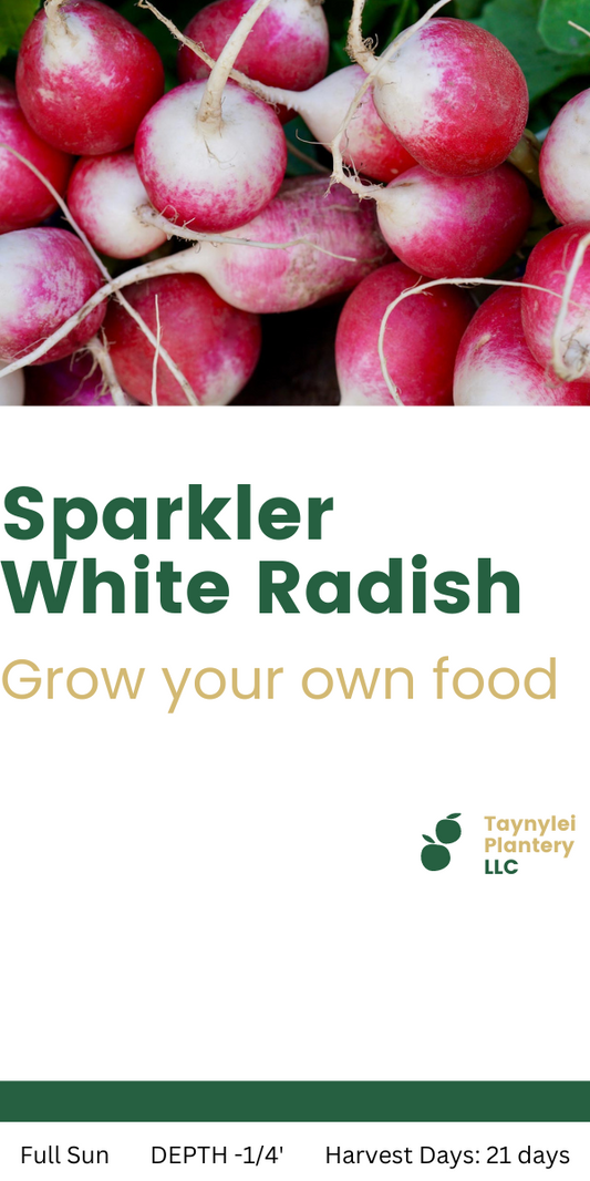 Sparkler white tip radish