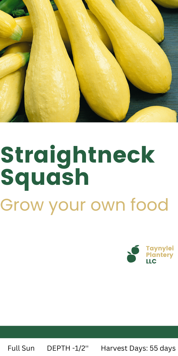 Yellow Straight neck squash