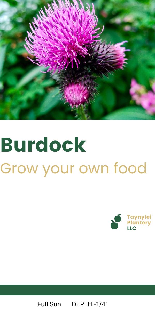 Burdock