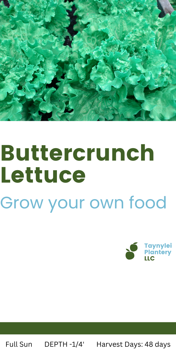 Buttercrunch lettuce