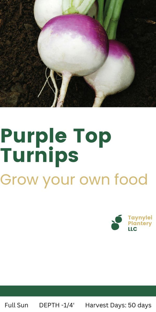 Purple Top Turnips