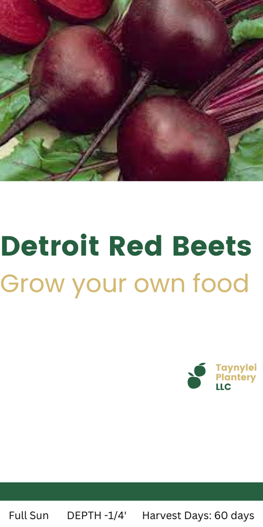 Detroit Red Beets